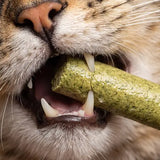 Cleaner Teeth