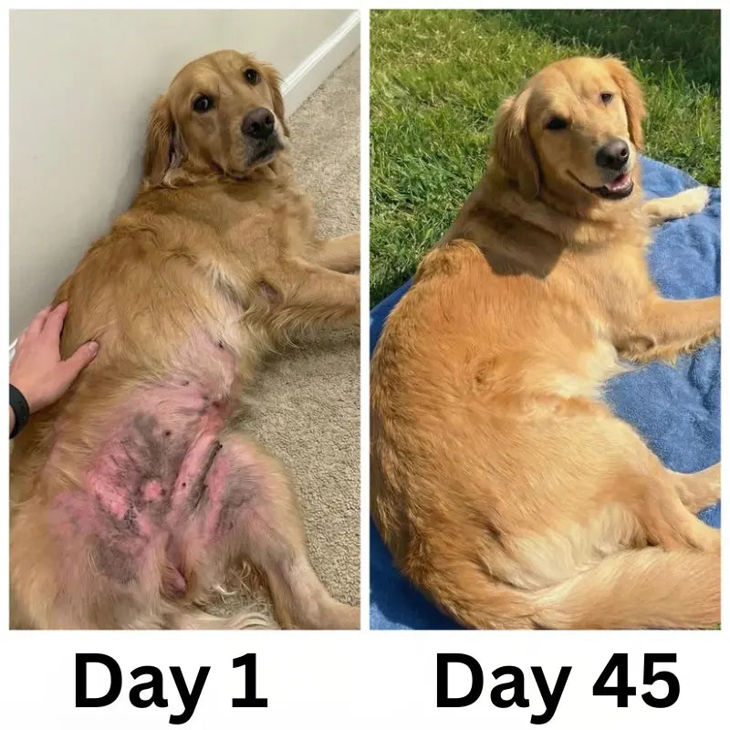 BarkBarrier Cold-Pressed Collagen